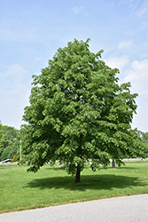 Corinthian Littleleaf Linden (Tilia cordata 'Corinthian') at Green Haven Garden Centre