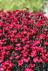 Frosty Fire Pinks (Dianthus 'Frosty Fire') at Green Haven Garden Centre