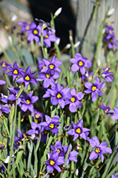 Lucerne Blue-Eyed Grass (Sisyrinchium angustifolium 'Lucerne') at Green Haven Garden Centre
