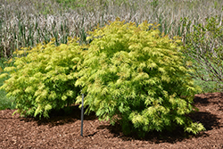 Lemony Lace Elder (Sambucus racemosa 'SMNSRD4') at Green Haven Garden Centre