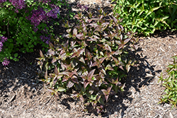 Kodiak Black Diervilla (Diervilla rivularis 'SMNDRSF') at Green Haven Garden Centre