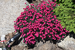Paint The Town Red Pinks (Dianthus 'Paint The Town Red') at Green Haven Garden Centre