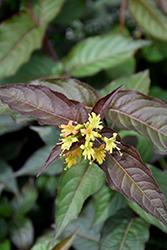 FireFly Nightglow Diervilla (Diervilla splendens 'El Madrigal') at Green Haven Garden Centre
