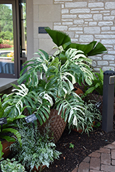 Albo Variegated Monstera (Monstera deliciosa 'Albo Variegata') at Green Haven Garden Centre