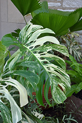 Albo Variegated Monstera (Monstera deliciosa 'Albo Variegata') at Green Haven Garden Centre