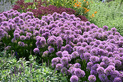 Millenium Ornamental Onion (Allium 'Millenium') at Green Haven Garden Centre