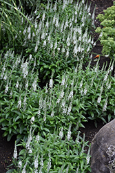 White Wands Speedwell (Veronica 'White Wands') at Green Haven Garden Centre