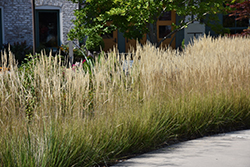 Karl Foerster Reed Grass (Calamagrostis x acutiflora 'Karl Foerster') at Green Haven Garden Centre
