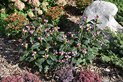 Tiny Tortuga Turtlehead (Chelone lyonii 'Tiny Tortuga') at Green Haven Garden Centre