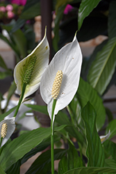 Peace Lily (Spathiphyllum cochlearispathum) at Green Haven Garden Centre