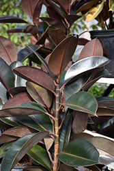 Burgundy Rubber Tree (Ficus elastica 'Burgundy') at Green Haven Garden Centre