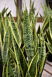 Futura Superba Snake Plant (Sansevieria trifasciata 'Futura Superba') at Green Haven Garden Centre