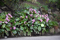 Heartleaf Bergenia (Bergenia cordifolia) at Green Haven Garden Centre