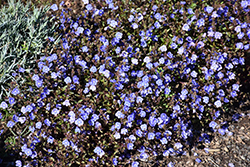 Georgia Blue Speedwell (Veronica peduncularis 'Georgia Blue') at Green Haven Garden Centre