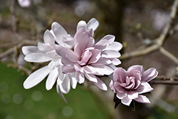 Centennial Blush Magnolia (Magnolia stellata 'Centennial Blush') at Green Haven Garden Centre