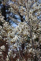 Autumn Brilliance Serviceberry (Amelanchier x grandiflora 'Autumn Brilliance') at Green Haven Garden Centre