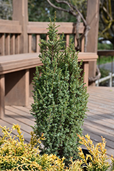 Pencil Point Juniper (Juniperus communis 'Pencil Point') at Green Haven Garden Centre