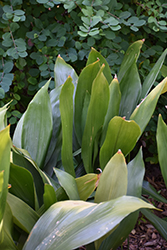 Cast Iron Plant (Aspidistra elatior) at Green Haven Garden Centre