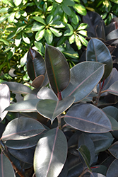Burgundy Bush Rubber Plant (Ficus elastica 'Burgundy Bush') at Green Haven Garden Centre