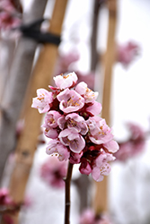 Westcot Apricot (Prunus mandshurica 'Westcot') at Green Haven Garden Centre