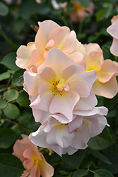 Chinook Sunrise Rose (Rosa 'VLR001') at Green Haven Garden Centre