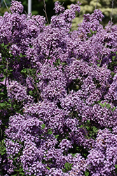 Bloomerang Dark Purple Lilac (Syringa 'SMSJBP7') at Green Haven Garden Centre