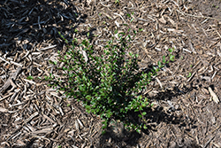 Autumn Inferno Cotoneaster (Cotoneaster 'Bronfire') at Green Haven Garden Centre