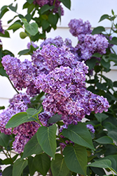 Virtual Violet Lilac (Syringa 'Bailbridget') at Green Haven Garden Centre