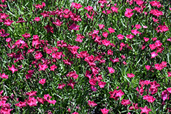 Beauties Kahori Scarlet Pinks (Dianthus 'Kahori Scarlet') at Green Haven Garden Centre