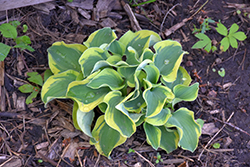 Mini Skirt Hosta (Hosta 'Mini Skirt') at Green Haven Garden Centre