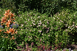 Pink Beauty Potentilla (Potentilla fruticosa 'Pink Beauty') at Green Haven Garden Centre