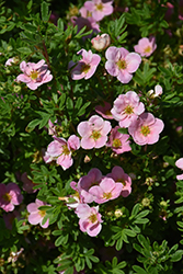 Pink Beauty Potentilla (Potentilla fruticosa 'Pink Beauty') at Green Haven Garden Centre