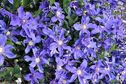 Sapphire Indigo Clematis (Clematis 'Sapphire Indigo') at Green Haven Garden Centre