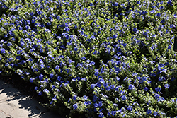 Blue My Mind Morning Glory (Evolvulus 'USEVO1201') at Green Haven Garden Centre