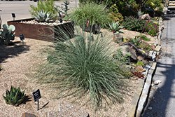 Little Bluestem (Schizachyrium scoparium) at Green Haven Garden Centre
