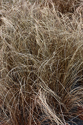 Red Rooster Sedge (Carex buchananii 'Red Rooster') at Green Haven Garden Centre