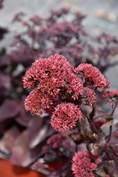 Night Embers Stonecrop (Sedum 'Night Embers') at Green Haven Garden Centre