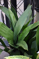 Cast Iron Plant (Aspidistra elatior) at Green Haven Garden Centre