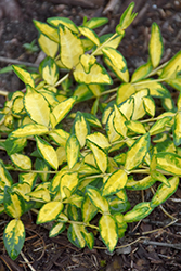 Illumination Periwinkle (Vinca minor 'Illumination') at Green Haven Garden Centre