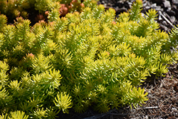 Angelina Stonecrop (Sedum rupestre 'Angelina') at Green Haven Garden Centre