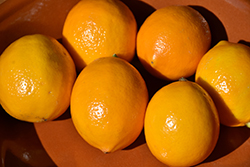 Improved Meyer Lemon (Citrus x meyeri 'Meyer Improved') at Green Haven Garden Centre