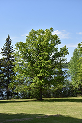 Bur Oak (Quercus macrocarpa) at Green Haven Garden Centre