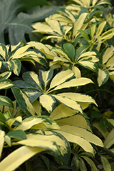Trinette Variegated Schefflera (Schefflera arboricola 'Trinette') at Green Haven Garden Centre