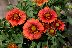 Spintop Red Blanket Flower (Gaillardia aristata 'SpinTop Red') at Green Haven Garden Centre