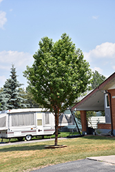 Klondike Amur Cherry (Prunus maackii 'Jefdike') at Green Haven Garden Centre