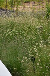 Blue Grama (Bouteloua gracilis) at Green Haven Garden Centre