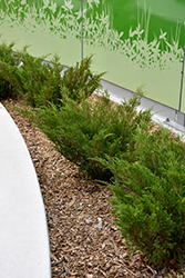 Savin Juniper (Juniperus sabina) at Green Haven Garden Centre
