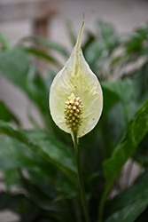 Domino Peace Lily (Spathiphyllum 'Domino') at Green Haven Garden Centre