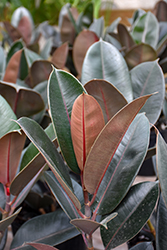 Burgundy Rubber Tree (Ficus elastica 'Burgundy') at Green Haven Garden Centre