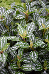 Aluminum Plant (Pilea cadierei) at Green Haven Garden Centre